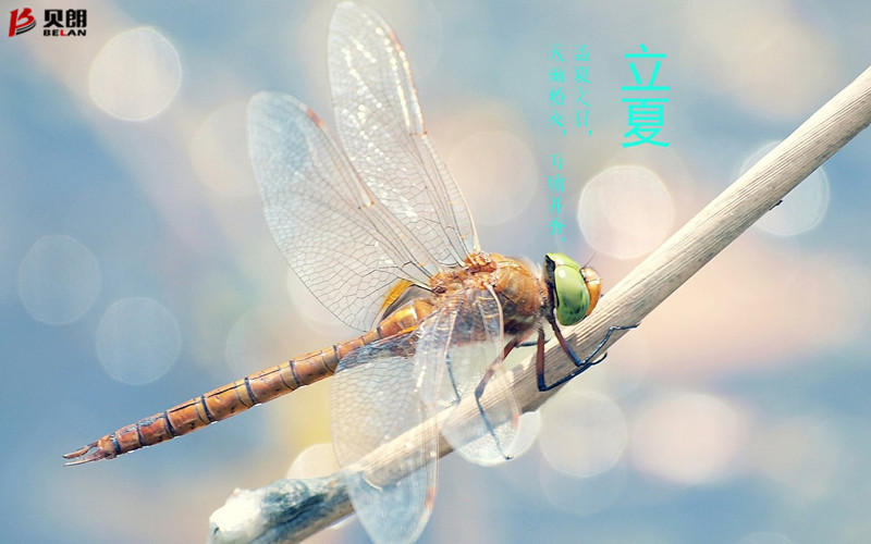 立夏啦！立夏啦！